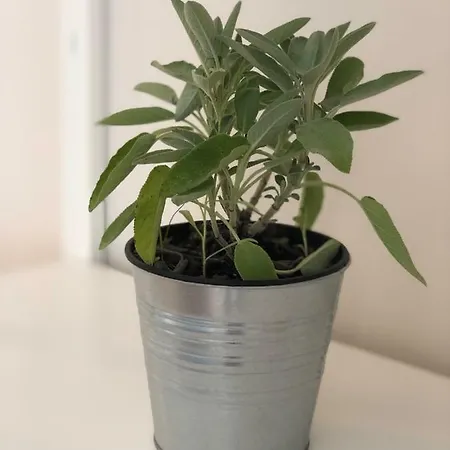 בית הארחה Le Della Nonna דיאנו מרינה