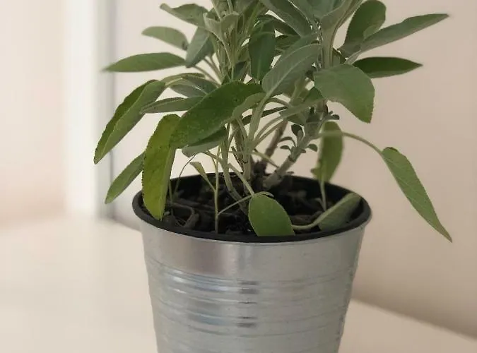 Gasthuis Le Della Nonna Diano Marina